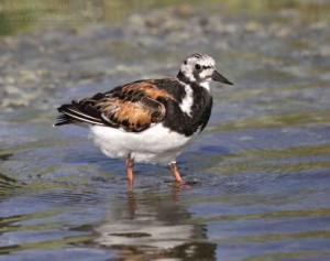 The Ruddy Turnstone is one of the more common and colorful sandpiper species.