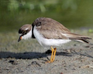Like most of the other shorebirds on the flats, the Semipalmated Plover was in the Arctic just a few weeks ago.
