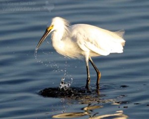 A Snowy Egret from south Texas.