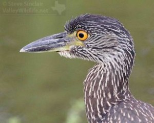 A closer look at its stout bill and golden colored eyes.