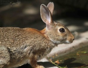 Cottontail Rabbits also show up for nice, close photos.
