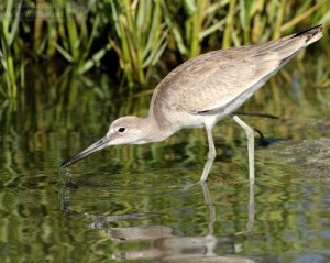 The Willet also breeds in prairie wetlands of the north in addition to salt marshes on the Atlantic and gulf coast, including Texas.