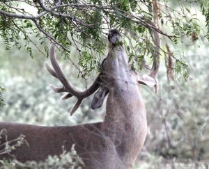 Reaching up to munch on leaves.