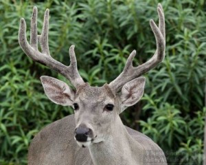 I had looks at several big eight pointers like this one.