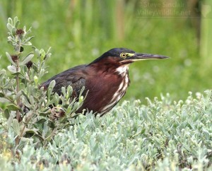 The Green Heron used to be called the Green-backed Heron on account of its jade green upperparts.