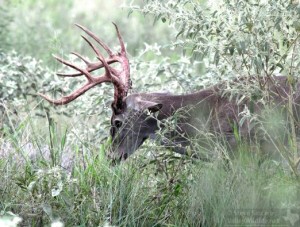 Yet another impressive rack on a buck in South Texas.