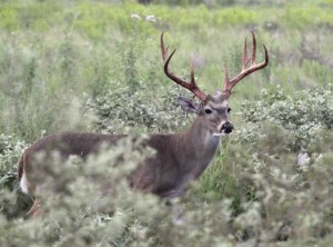 Another shot of a buck just losing the velvet on its antlers.