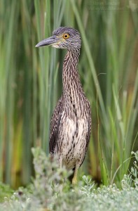 Juvenile Yellow-crowned Night Heron.