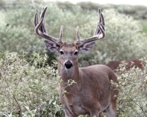 One of the biggest monster bucks from that day!