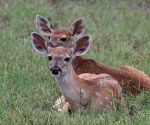A pair of fawns.