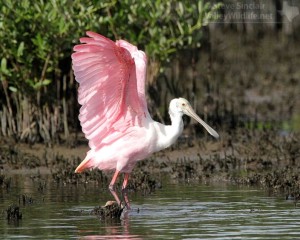 A beautiful Roseate Spoonbill showing the rare pink color of its wings.