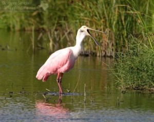 These beautiful birds use their oddly shaped bill to catch crustaceans and other wetland creatures.