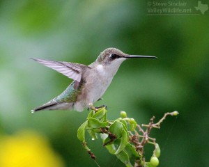Lots of Ruby-throated Hummingbirds migrate through south Texas.