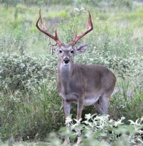 This buck was in the process of shedding its velvet.