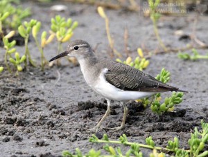 A nice close look at a Spotted Sandpiper.