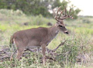 This was another buck that still had velvet on its antlers.