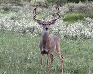 This was a velvet monster ten pointer!