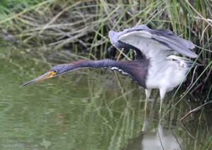 A Tricolored Heron stretches its wings.