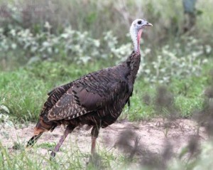 A hen Turkey.