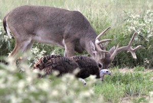 A Wild Turkey feeding with White-tailed Deer.