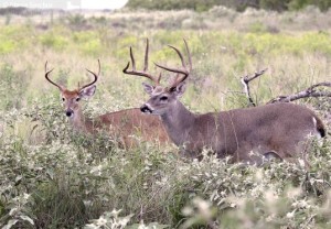 Two beautiful buck White-tailed Deer from Willacy county, Texas.