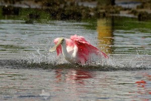 A Roseate Spoonbill cools off in the lagoon.