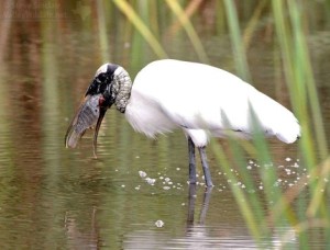 A Wood Stork with a nice catch.