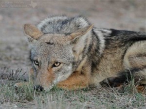 It really seemed like this poor Coyote was in need of a friend!