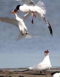 This Royal Tern lost its catch to a Laughing Gull.