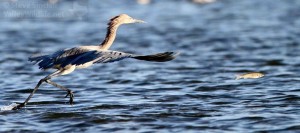 You would fly out of the water too if a hungry Reddish Egret was fast on your heels (tail fin)! 