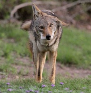 This Coyote was actually shaking its head back and forth but the look on its face is priceless!