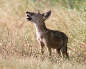 A young Coyote howls in south Texas.