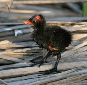 This baby moorhen wasn't exactly alone but it sure seemed to be lonely!