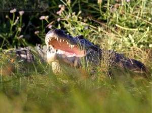 An American Alligator warms up in the sun.