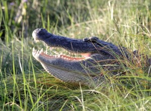 A closer look at that gator. Note the sharp teeth!
