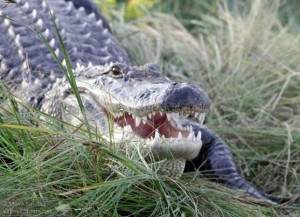 There is a healthy population of American Alligators on the Texas coast.