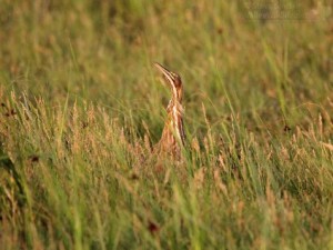 An American Bittern stretches its neck to take a peek above the marsh.
