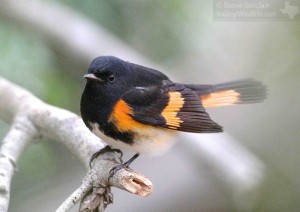 This beautiful male American Redstart shows its Halloween-like colors.