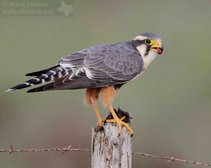 An Aplomado Falcon with unidentified prey item in South Texas.