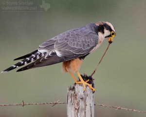 A falcon or other raptor eating its prey is never a pretty thing to watch...