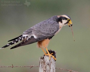 Like other raptors, Aplomado falcons need an abundance of prey items.