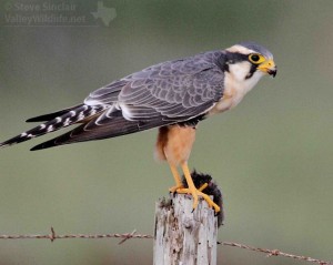 Like other raptors, male and female Aplomado Falcons differ in size. Males are smaller than females. This bird looks more like a male.