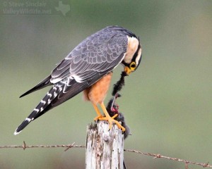 Like other raptors, it also uses its sharp hooked bill to tear pieces of meat off of its prey.