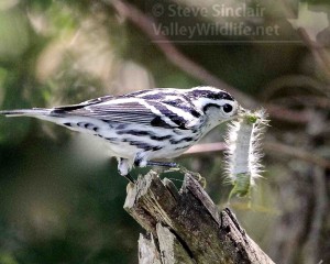Black and white Warblers are common migrants. This one found a large caterpillar to feed on.
