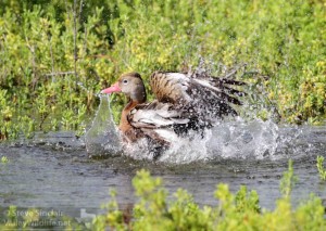 A Black-bellied Whistling Duck takes a bath in the marsh.