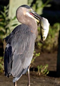 A Great Blue Heron with its catch.