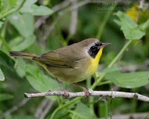The male Common Yellowthroat can be recognized by its black mask.