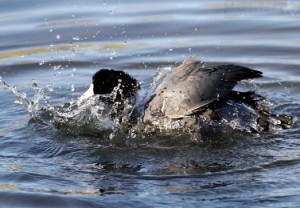An American Coot taking a bath.