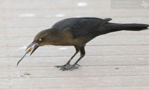 A female Great-tailed Grackle.