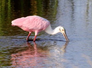 A juvenile spoonbill feeds in the wetlands of South Padre Island.